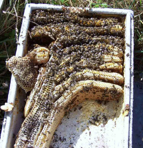 bees in a plastic box
