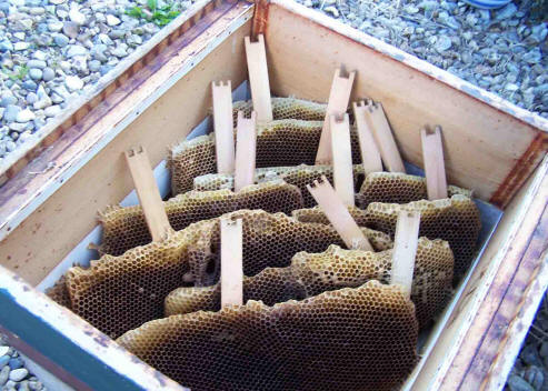 Combs in a box after brood hatching