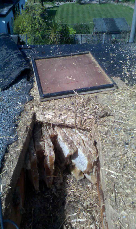 Bees in flat roof